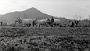 Tre coppie di buoi trainano l'aratro. Alla fine uno degli animali crolla a terra.Aprile 1956.(Oscar Mario Zatta) 4